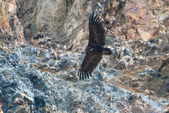 Aegypius monachus