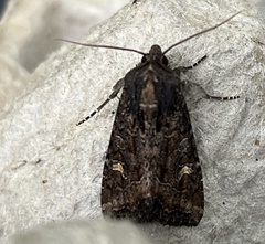 Helotropha reniformis