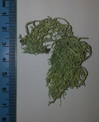 Ramalina erumpens