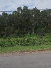 Hedychium coronarium