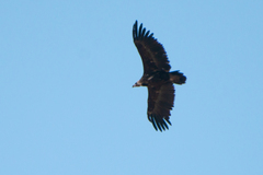 Aegypius monachus