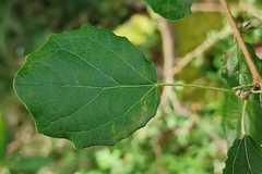 Populus tremula