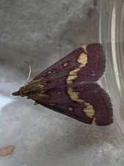 Pyrausta purpuralis