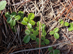 Tephrosia chrysophylla