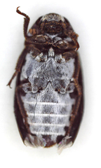Dermestes maculatus