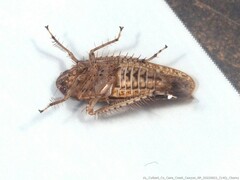 Texananus longipennis