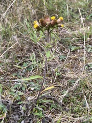 Pentanema squarrosum