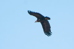 Aegypius monachus