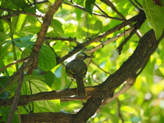 Pycnonotus sinensis formosae