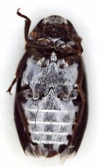 Dermestes maculatus