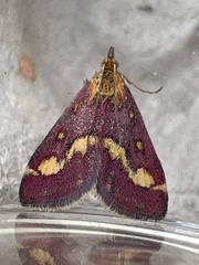 Pyrausta purpuralis