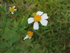 Bidens alba