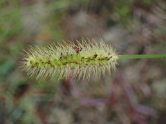 Setaria parviflora