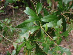 Quercus