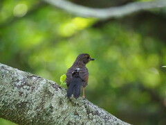 Copsychus malabaricus
