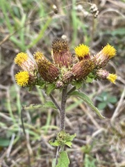 Pentanema squarrosum