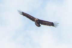 Aegypius monachus