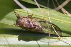 Diceroprocta olympusa
