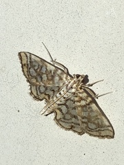 Lygropia rivulalis