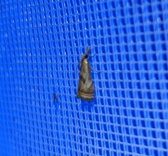 Microcrambus elegans