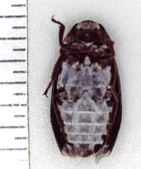 Dermestes maculatus