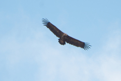 Aegypius monachus