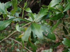 Quercus