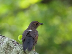 Copsychus malabaricus