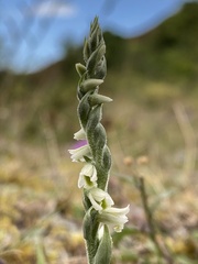 Spiranthes spiralis
