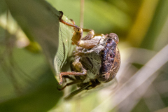 Diceroprocta olympusa