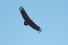 Aegypius monachus