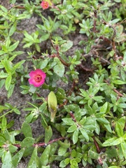 Portulaca