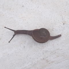 Ariophanta exilis