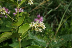 Vincetoxicum hirundinaria