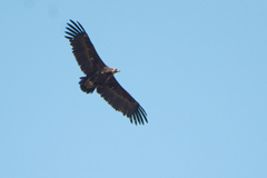 Aegypius monachus