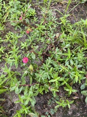 Portulaca