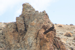 Aegypius monachus