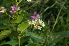 Vincetoxicum hirundinaria