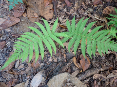 Pelazoneuron kunthii