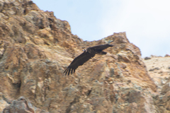 Aegypius monachus