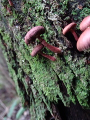 Tubaria rufofulva