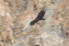 Aegypius monachus