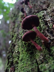 Tubaria rufofulva