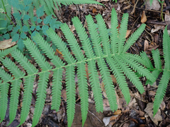 Pelazoneuron kunthii