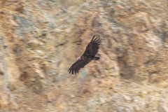 Aegypius monachus