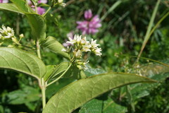 Vincetoxicum hirundinaria