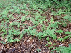 Pelazoneuron kunthii