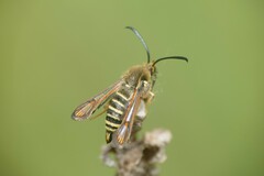 Bembecia ichneumoniformis