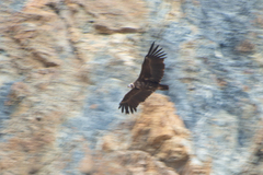 Aegypius monachus