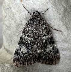 Catocala lineella